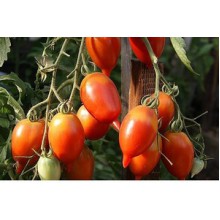 Редкие сорта томатов Легенда Мультифлора